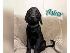 Asher (pending) Labrador Retriever Puppy Male