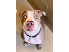 Prince American Pit Bull Terrier Adult Male