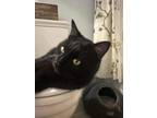 Smoke Domestic Shorthair Adult Male