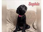 Sophie (Pending Adoption) Labradoodle Puppy Female