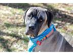 Cooper Mastiff Adult Male