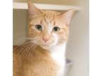 Jessie Domestic Shorthair Adult Female