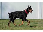 Oden Doberman Pinscher Adult Male