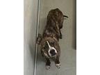 Brystal English Bulldog Adult Female