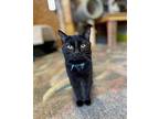 Raven Domestic Shorthair Kitten Female