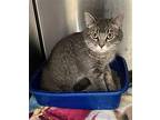 Hope - Gray Cat with Missing Leg #18 Domestic Shorthair Adult Female