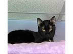 Jessie Domestic Shorthair Kitten Female