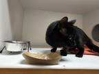 Chico Domestic Shorthair Adult Male