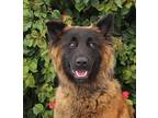 Pierre von Baar Belgian Tervuren Young Male