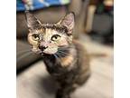 Willow Domestic Shorthair Kitten Female