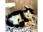 Daisy Domestic Shorthair Adult Female