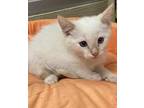 Sour cream Siamese Young Male