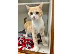 Manzanita Domestic Shorthair Adult Female