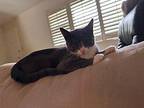 Goose Domestic Shorthair Young Male