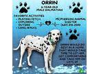 Orrin Dalmatian Adult Male