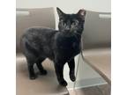 Luna Domestic Shorthair Adult Female