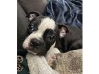 EARNESTINE Boston Terrier Puppy Female