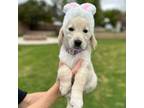 Golden Retriever Puppy for sale in Mesa, AZ, USA