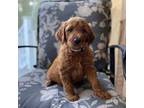 Golden Retriever Puppy for sale in The Villages, FL, USA