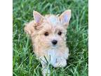 Biewer Terrier Puppy for sale in Antelope, CA, USA