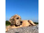 Great Dane Puppy for sale in Locust Grove, OK, USA