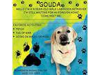 Gouda Labrador Retriever Adult Male