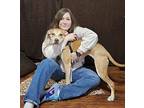 Pretty Girl Goldie the Sweetest Lovebug American Pit Bull Terrier Adult Female