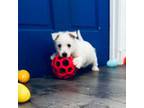 West Highland White Terrier Puppy for sale in Fayetteville, TN, USA