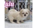 Tiny *Lulu*
