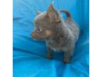 Chihuahua Puppy for sale in Watertown, TN, USA