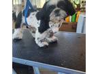 Shih Tzu Puppy for sale in South Euclid, OH, USA