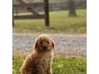 Mutt Puppy for sale in Spring Hope, NC, USA