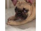 French Bulldog Puppy for sale in Westmont, IL, USA