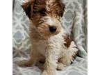 Wire Fox Terrier Puppy for sale in Grand Meadow, MN, USA