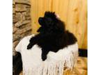 Poodle (Toy) Puppy for sale in Adairsville, GA, USA