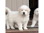 Great Pyrenees