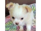 Chihuahua Puppy for sale in Zanesville, OH, USA