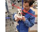 Dalmatian Puppy for sale in Goddard, KS, USA