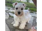 Schnauzer (Miniature) Puppy for sale in Lampasas, TX, USA