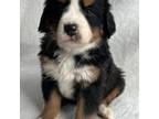 Bernese Mountain Dog Puppy for sale in Stickney, SD, USA