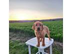 Labrador Retriever Puppy for sale in Lebanon, PA, USA