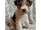 Wire Fox Terrier Puppy for sale in Grand Meadow, MN, USA