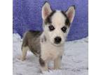 Siberian Husky Puppy for sale in Sandy Hook, KY, USA
