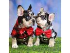 French Bulldog Puppy for sale in Bentonville, AR, USA