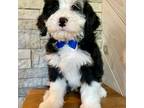 Mutt Puppy for sale in Peterstown, WV, USA