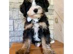 Mutt Puppy for sale in Peterstown, WV, USA
