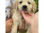 Golden Retriever Puppy for sale in Pilot Mountain, NC, USA