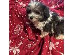 Chester/shihpoo