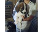 Saint Bernard Puppy for sale in Wakefield, RI, USA