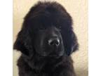 Newfoundland Puppy for sale in Burfordville, MO, USA